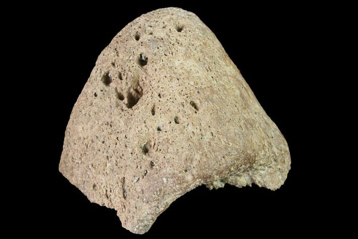 Fossil Ankylosaur/Nodosaur Armor Spike - Judith River Formation #144922
